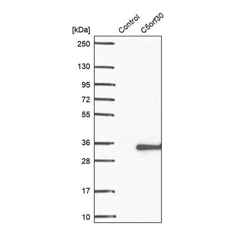 Merck Anti-C5ORF30 antibody produced in rabbit