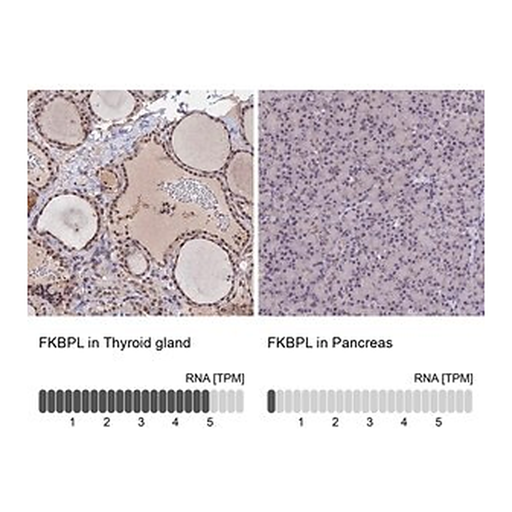 Merck Anti-FKBPL antibody produced in rabbit