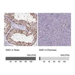 Merck Anti-SAE1 antibody produced in rabbit