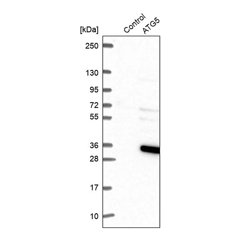 Merck Anti-ATG5 antibody produced in rabbit