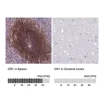 Merck Anti-CR1 antibody produced in rabbit
