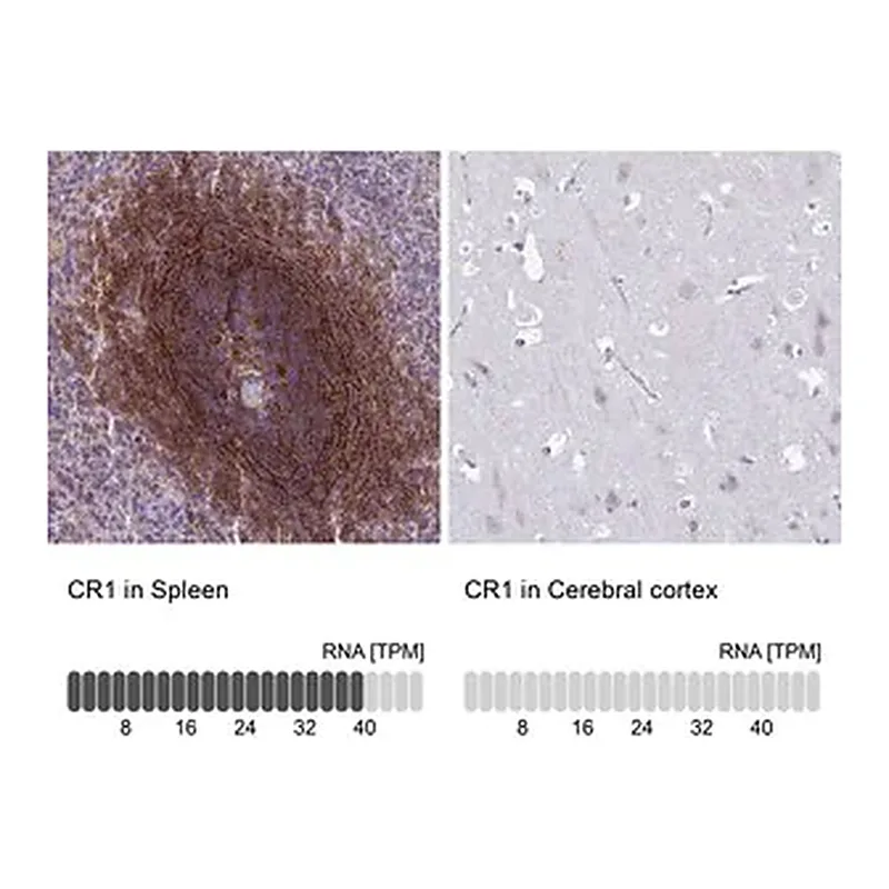 Merck Anti-CR1 antibody produced in rabbit