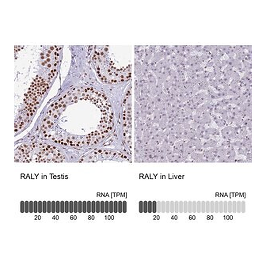 Merck Anti-RALY antibody produced in rabbit