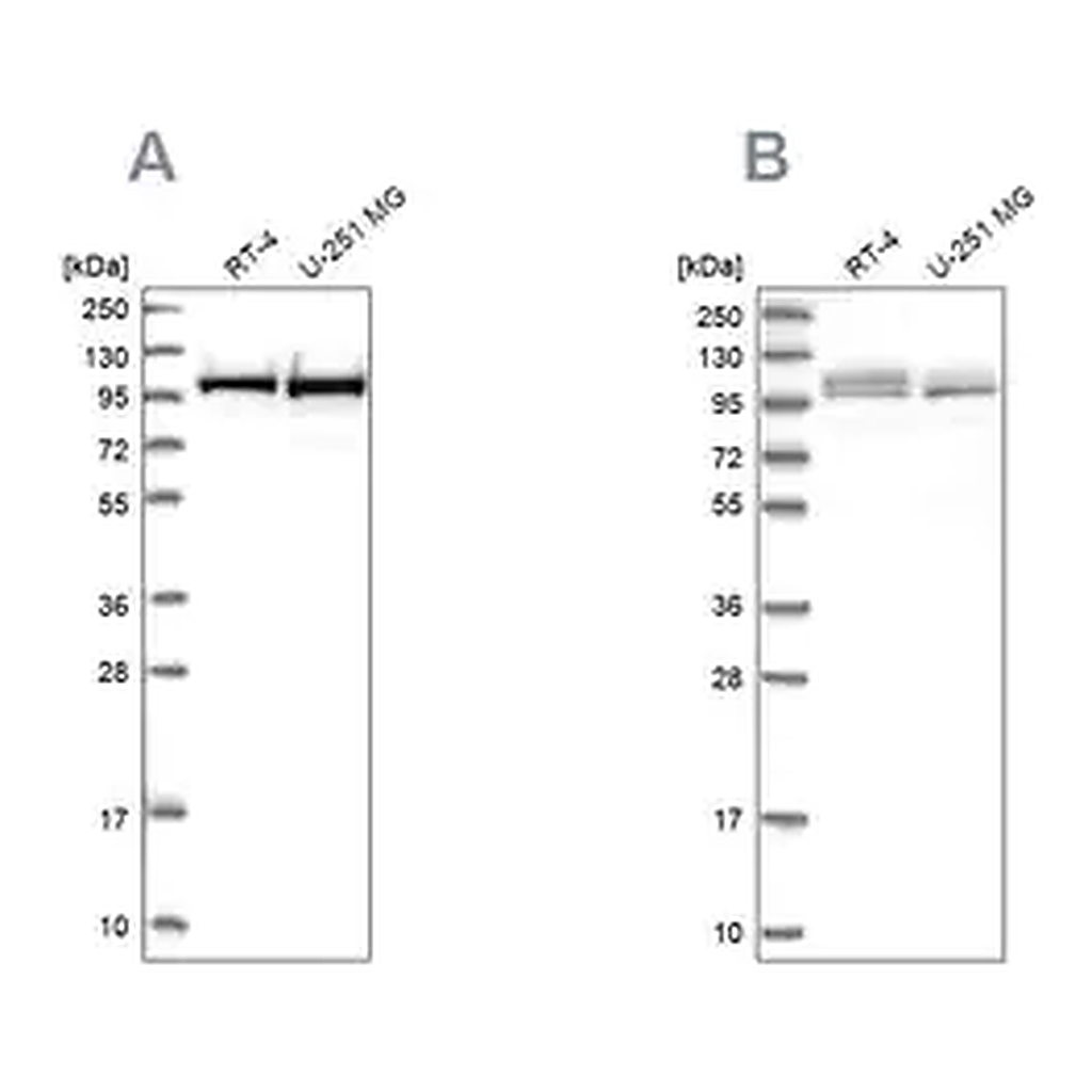 Merck Anti-RBM12 antibody produced in rabbit