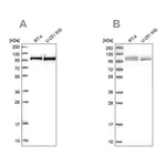 Merck Anti-RBM12 antibody produced in rabbit