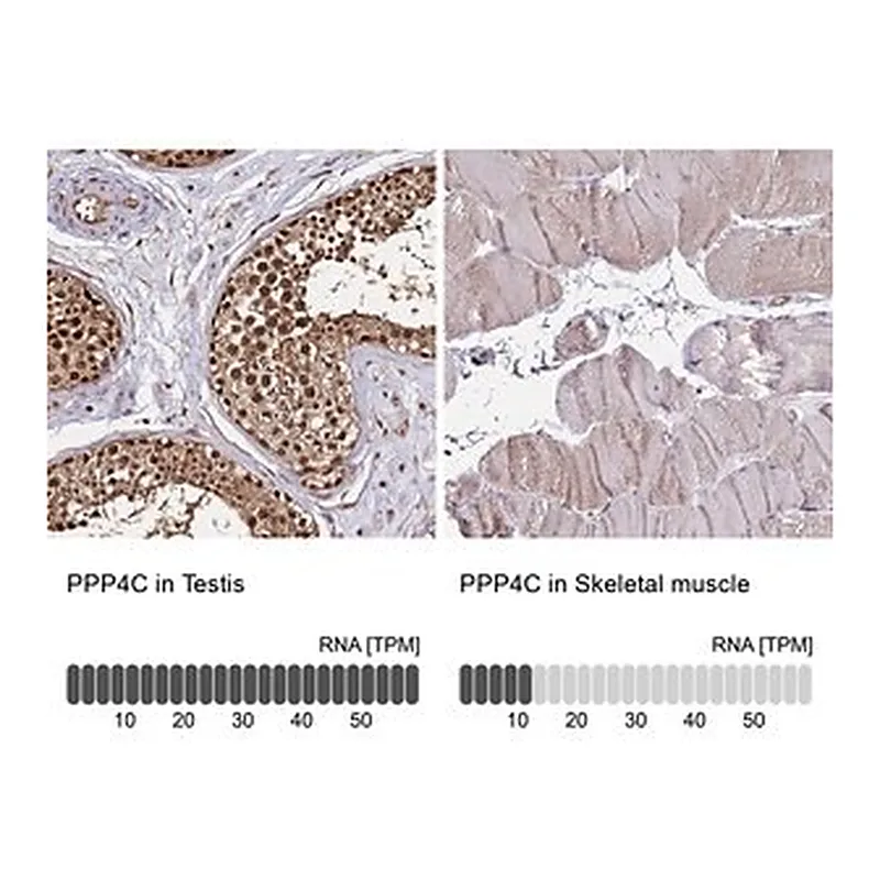 Merck Anti-PPP4C antibody produced in rabbit
