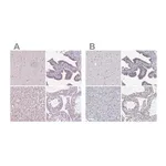Merck Anti-NHP2 antibody produced in rabbit