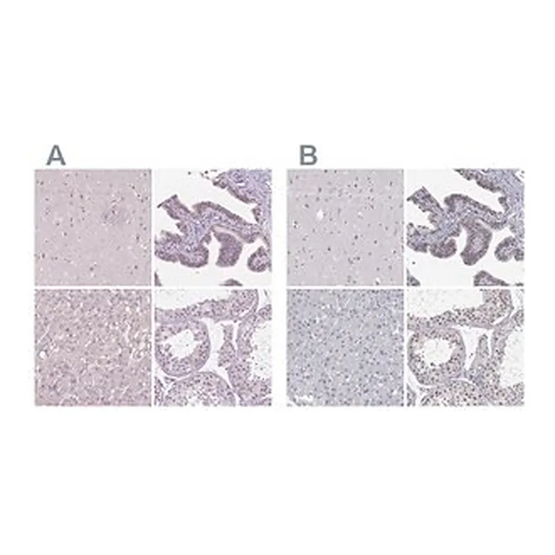 Merck Anti-NHP2 antibody produced in rabbit