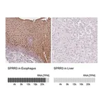 Merck Anti-SPRR3 antibody produced in rabbit