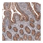 Merck Anti-FASTKD1 antibody produced in rabbit