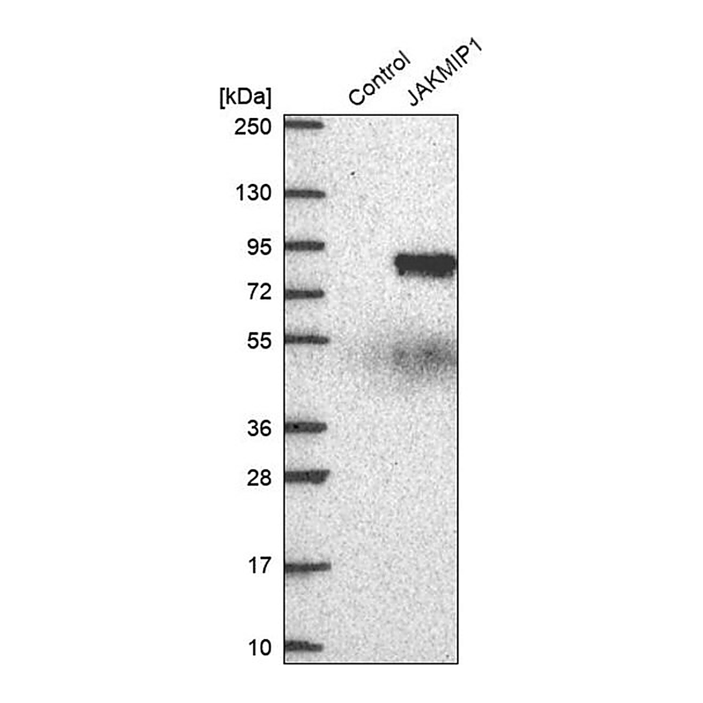 Merck Anti-JAKMIP1 antibody produced in rabbit