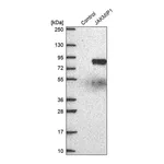 Merck Anti-JAKMIP1 antibody produced in rabbit