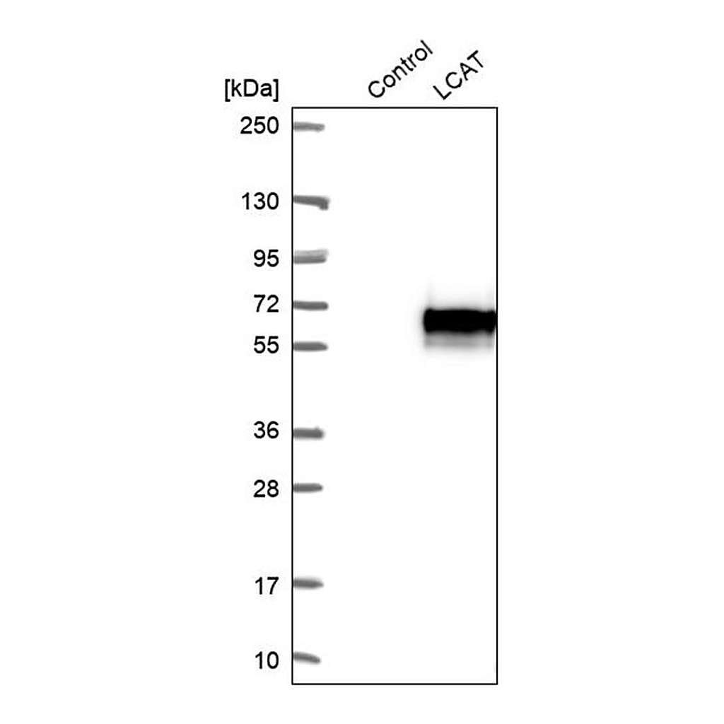 Merck Anti-LCAT antibody produced in rabbit