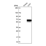 Merck Anti-LCAT antibody produced in rabbit
