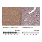 Merck Anti-ENOPH1 antibody produced in rabbit