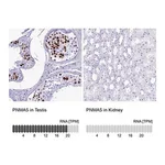 Merck Anti-PNMA5 antibody produced in rabbit