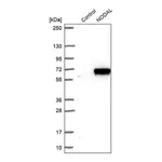 Merck Anti-NODAL antibody produced in rabbit