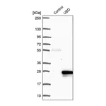 Merck Anti-UBD antibody produced in rabbit