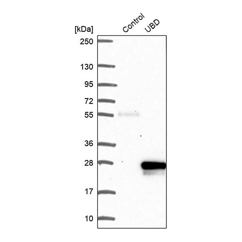 Merck Anti-UBD antibody produced in rabbit