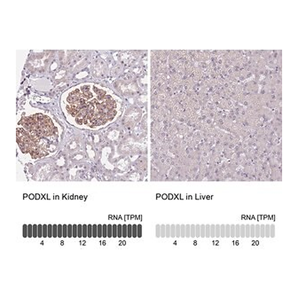 Merck Anti-PODXL antibody produced in rabbit
