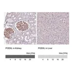 Merck Anti-PODXL antibody produced in rabbit