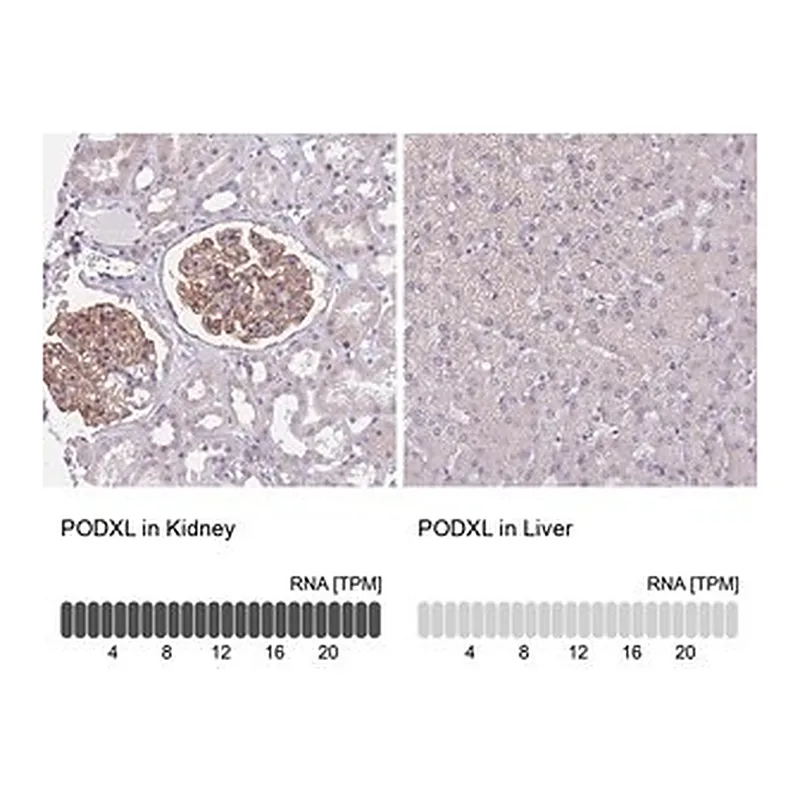 Merck Anti-PODXL antibody produced in rabbit