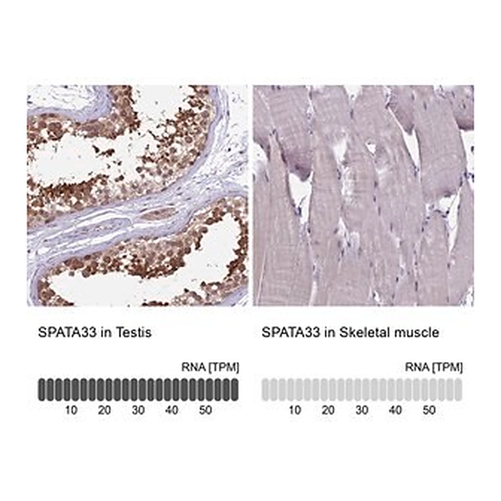 Merck Anti-SPATA33 antibody produced in rabbit