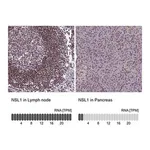 Merck Anti-NSL1 antibody produced in rabbit