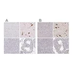 Merck Anti-PMCH antibody produced in rabbit
