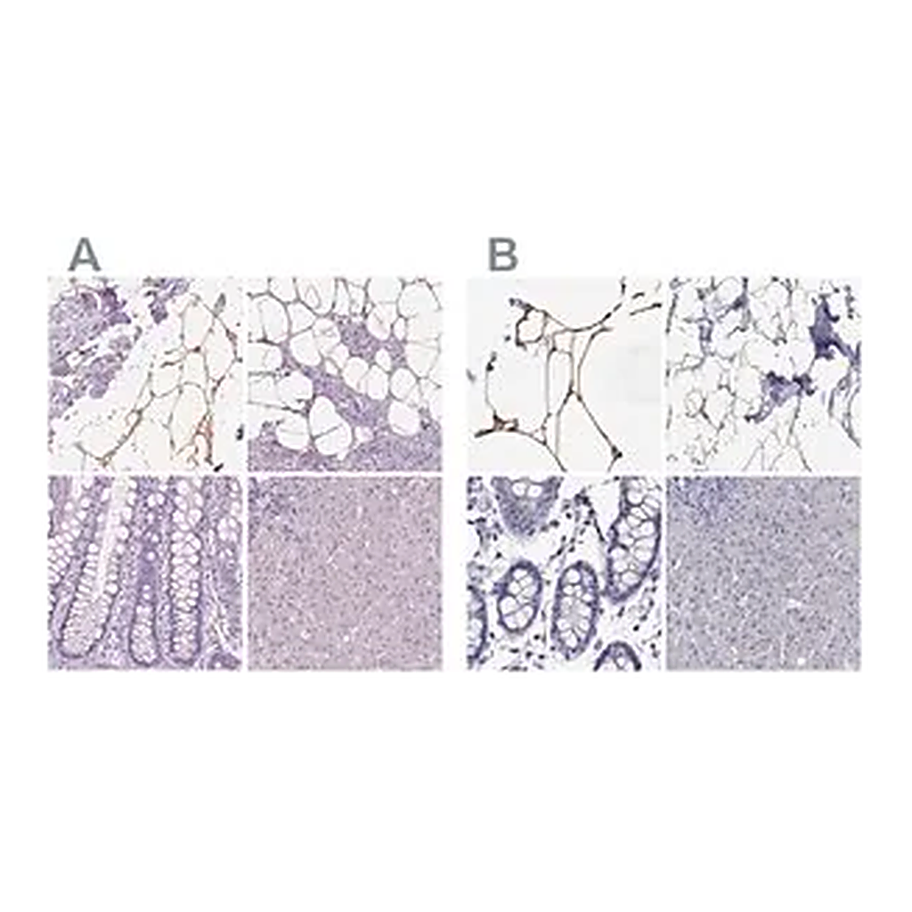 Merck Anti-PLIN4 antibody produced in rabbit