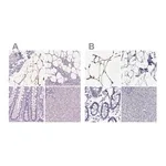 Merck Anti-PLIN4 antibody produced in rabbit