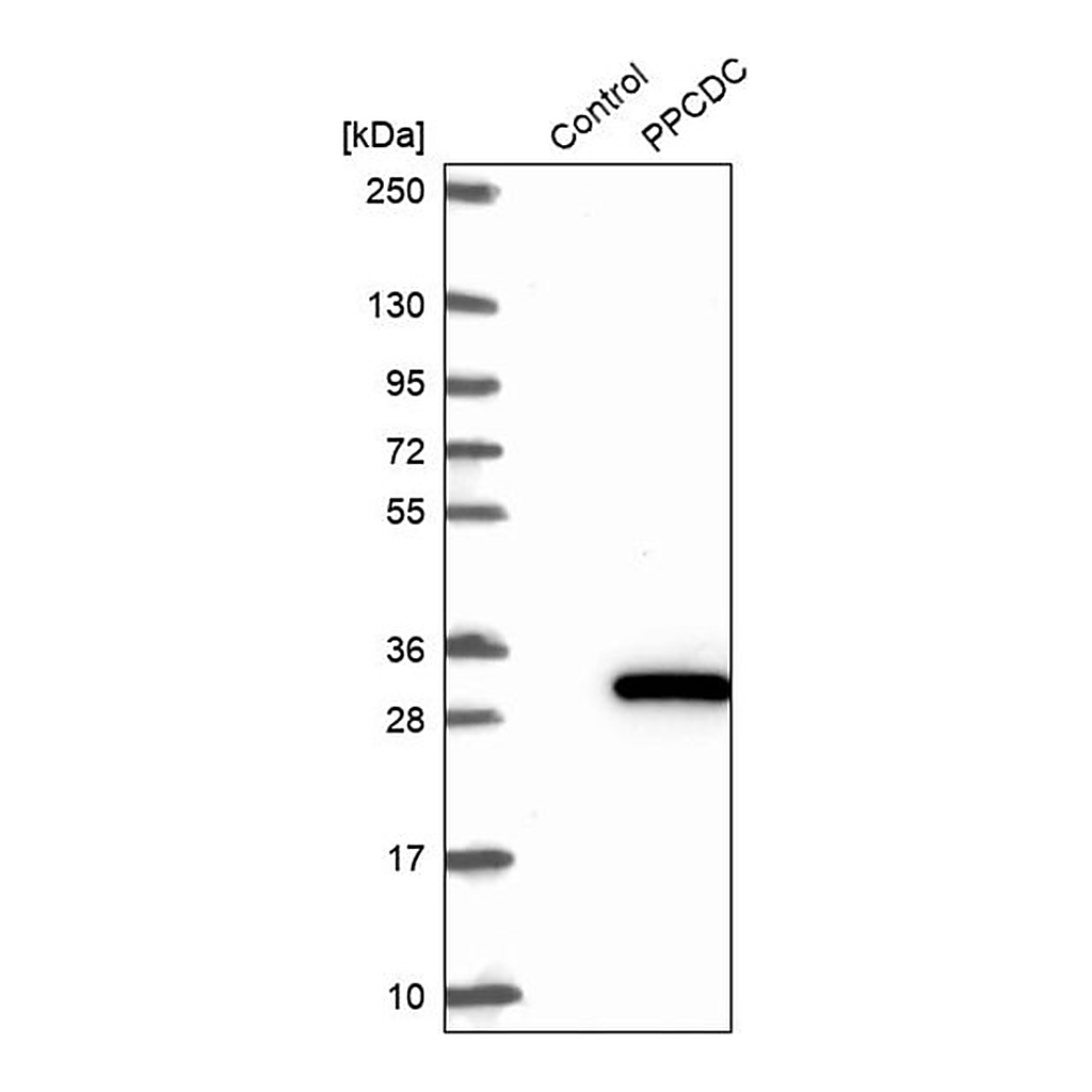 Merck Anti-PPCDC antibody produced in rabbit