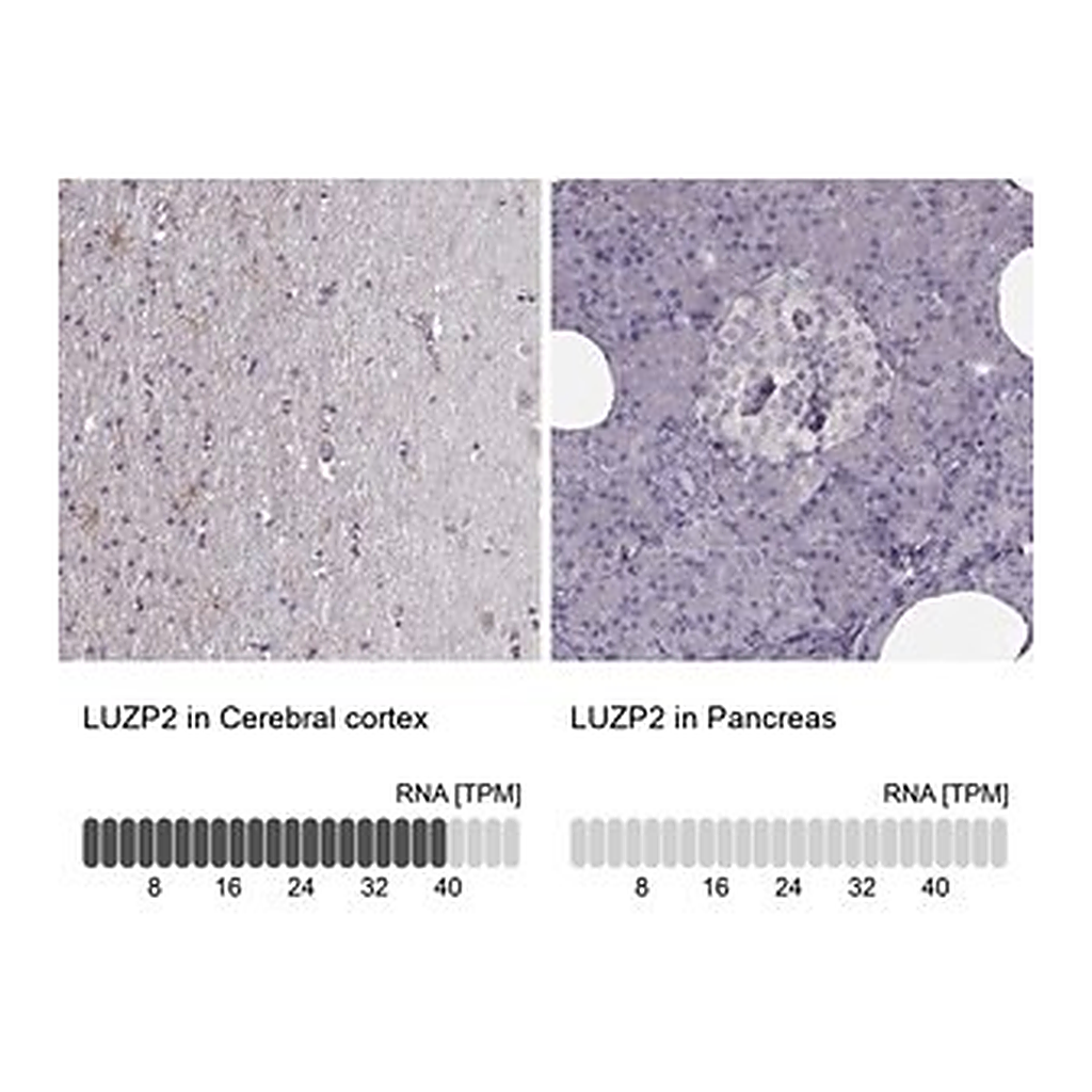 Merck Anti-LUZP2 antibody produced in rabbit