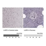Merck Anti-LUZP2 antibody produced in rabbit