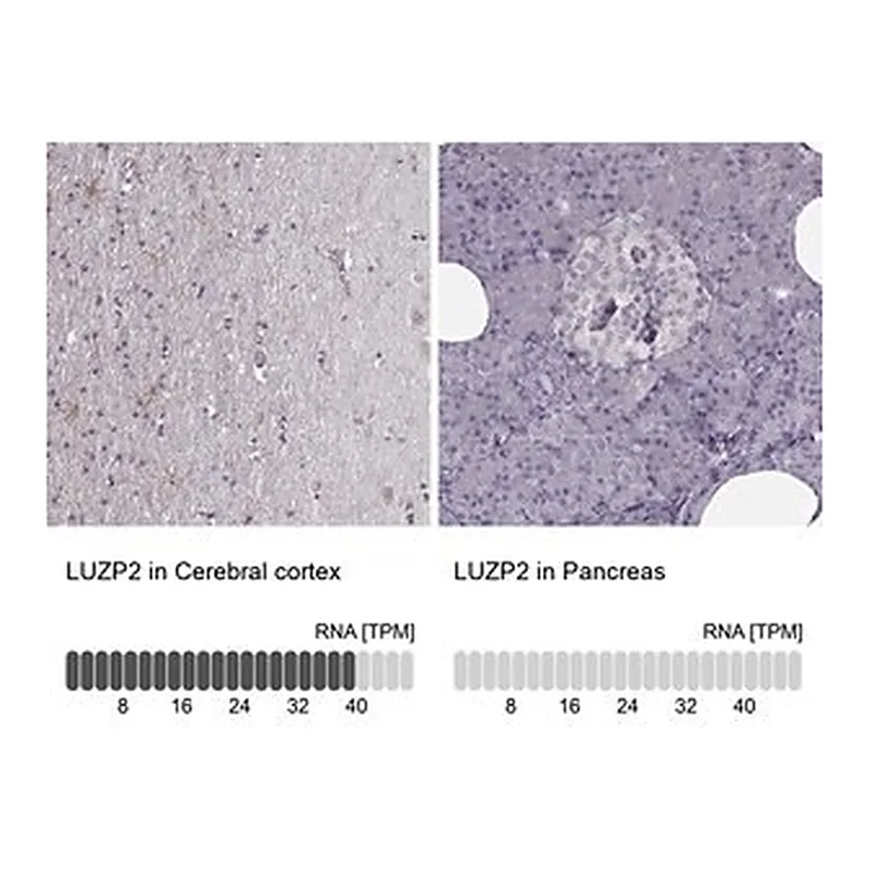 Merck Anti-LUZP2 antibody produced in rabbit