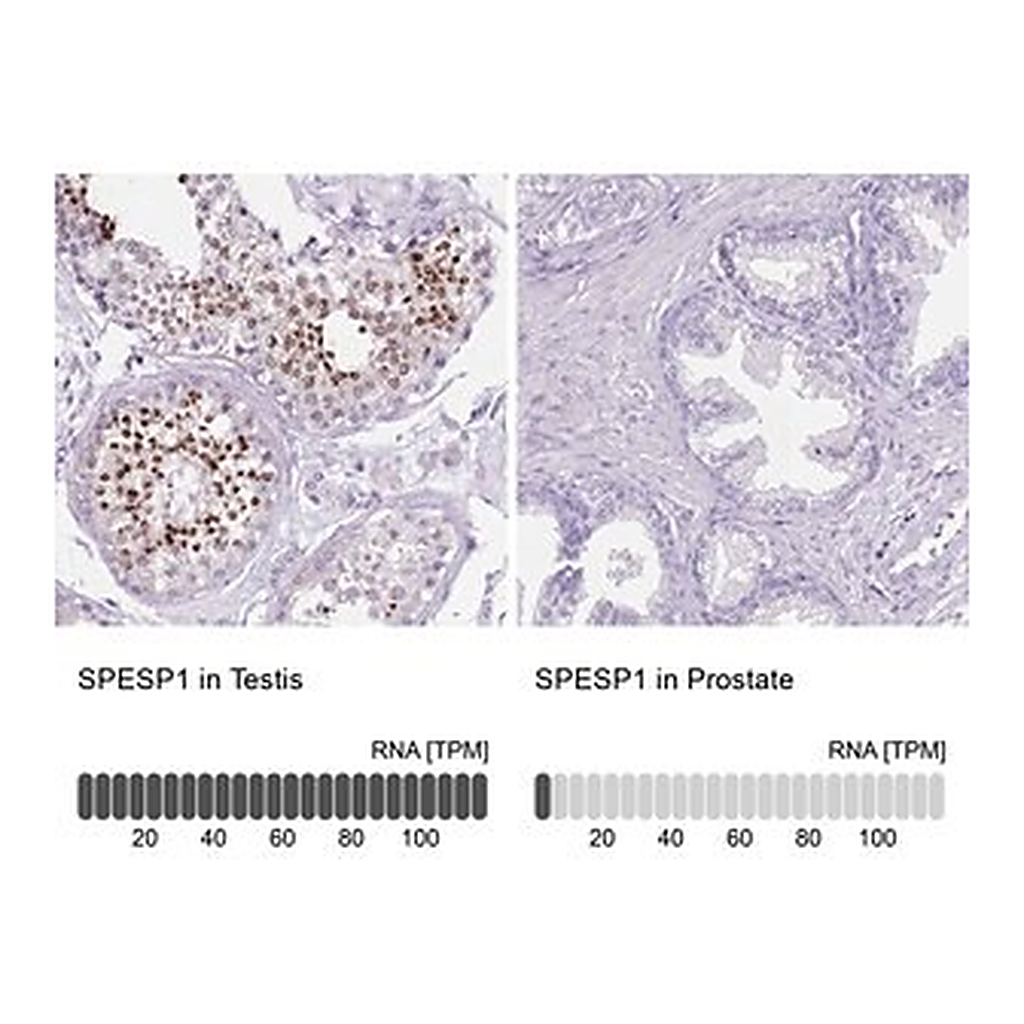 Merck Anti-SPESP1 antibody produced in rabbit