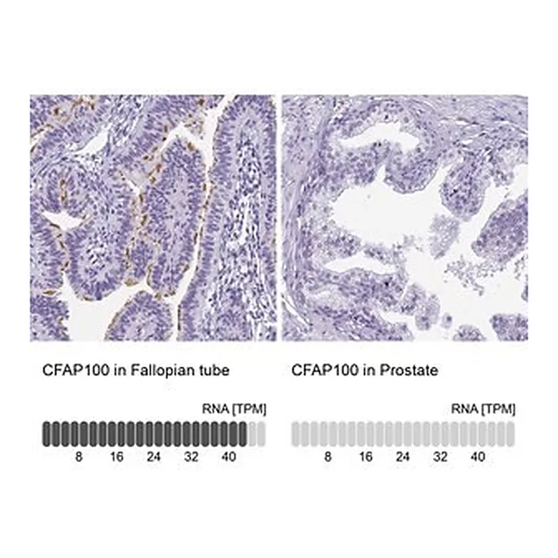 Merck Anti-CFAP100 antibody produced in rabbit