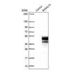 Merck Anti-B4GALT4 antibody produced in rabbit