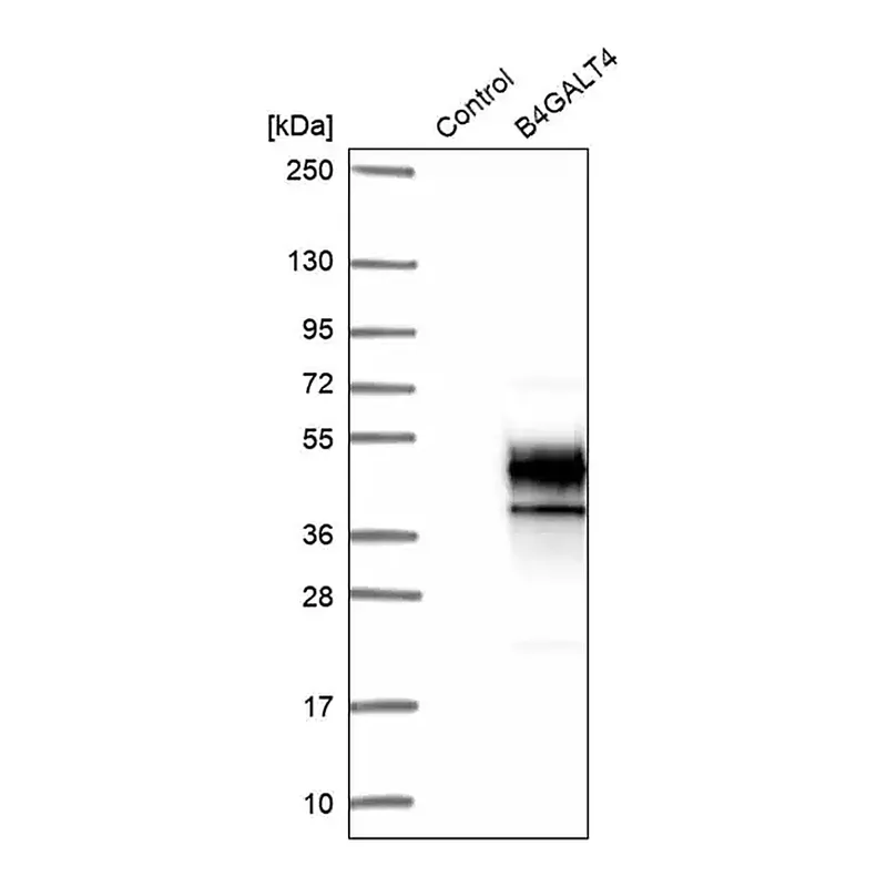 Merck Anti-B4GALT4 antibody produced in rabbit