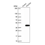 Merck Anti-POLR3H antibody produced in rabbit