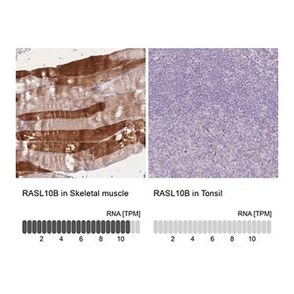 Merck Anti-RASL10B antibody produced in rabbit