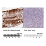 Merck Anti-RASL10B antibody produced in rabbit