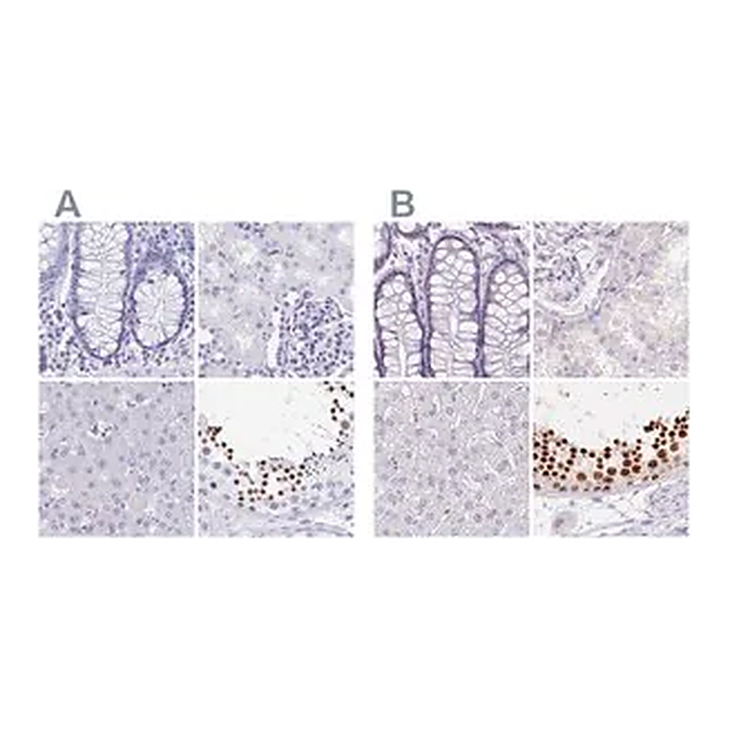 Merck Anti-HDGFL1 antibody produced in rabbit