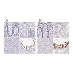 Merck Anti-HDGFL1 antibody produced in rabbit