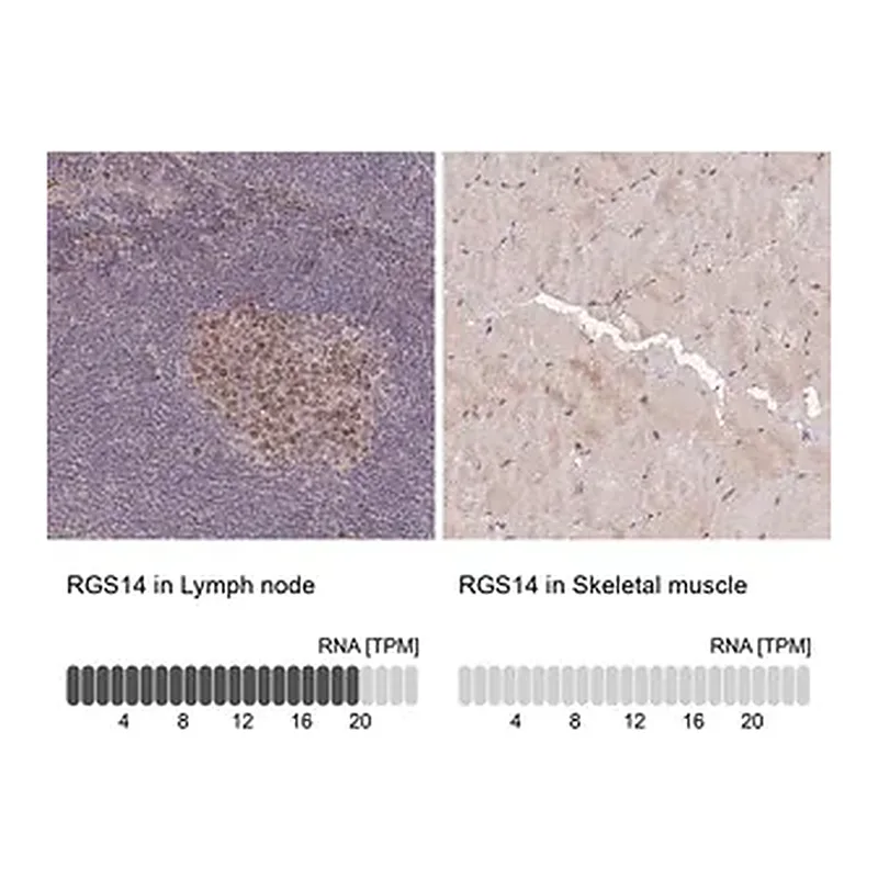 Merck Anti-RGS14 antibody produced in rabbit