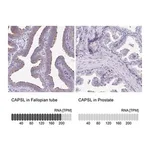 Merck Anti-CAPSL antibody produced in rabbit
