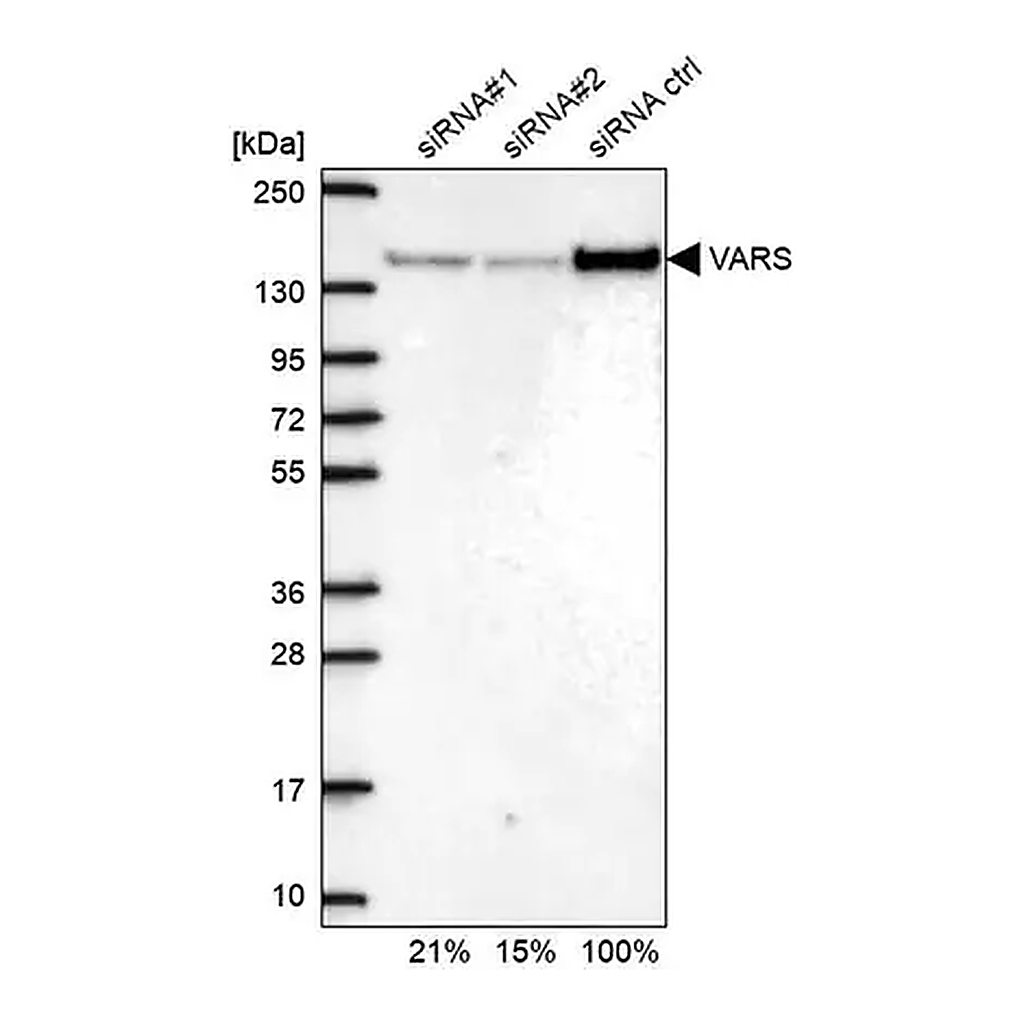 Merck Anti-VARS antibody produced in rabbit