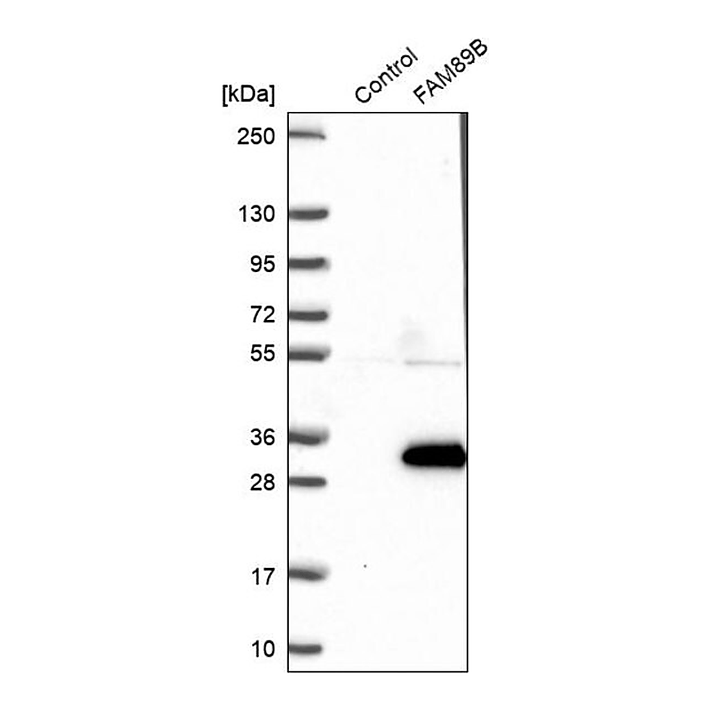 Merck Anti-FAM89B antibody produced in rabbit