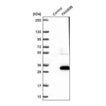 Merck Anti-FAM89B antibody produced in rabbit
