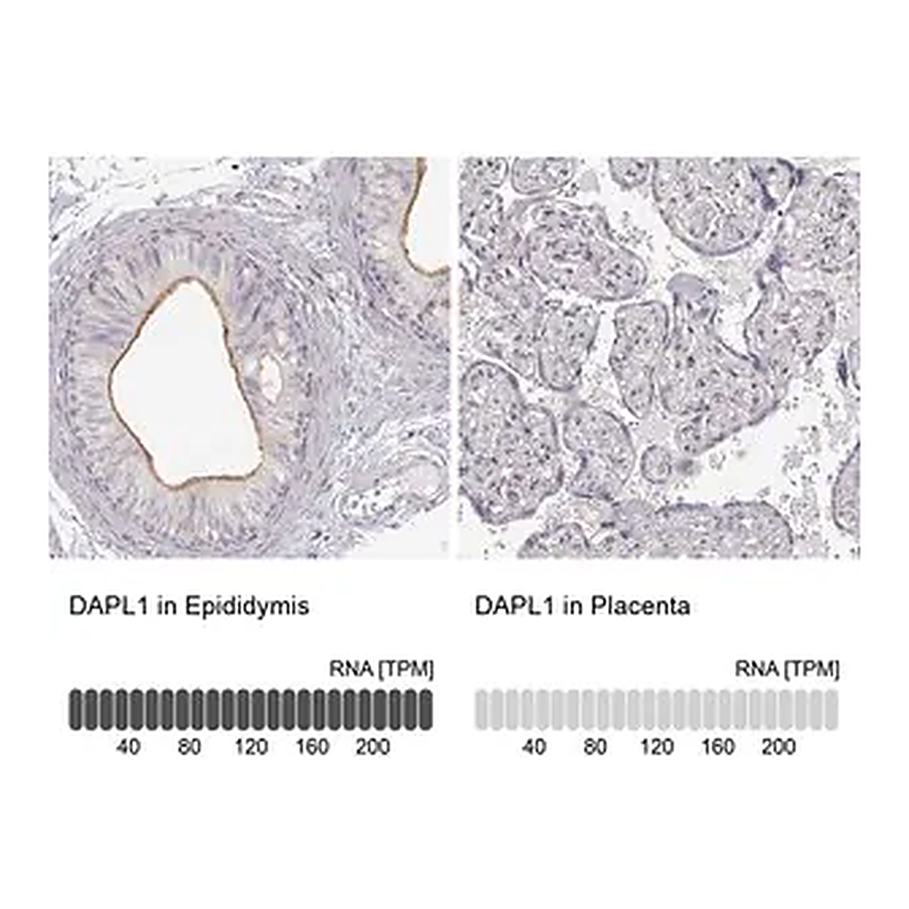Merck Anti-DAPL1 antibody produced in rabbit